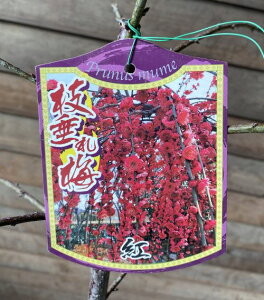 y劔6AzgԎ}~iԔ~jgԂ~@y؉Ԗ؁EԔ~E͂Ȃ߁EniEz