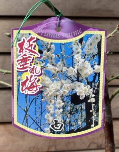 y劔6AzԎ}~iԔ~jԂ~@y؉Ԗ؁EԔ~E͂Ȃ߁EniEz