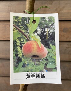 @c؁@崓i΂Ƃj@ijsʎct@̕c