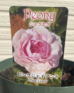 2N{劔䉖iVNNj@sNWCAg@@c