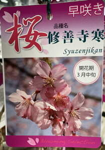 ���@�c�؁@�C�P������ �� �c�� �c �@���ズ�񂶂��񂴂��� �@�V���[���W�J���U�N���@�@�c�؁@�c�@�y��� �Ԗ� �� �T�N�� ������z