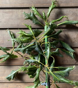 �劔�@���̃A���J�V�I�@�q�����E�K�V�@�i�ڂ��؁j�@�򗴊~�@6�����A��