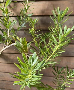 �V�i��@�␫���t�@���}���� �i�R���@���h�̋P�j�@���؁F�ʎ��c�@���X�؁@�����Ȃ�܂��@�������̂����₫