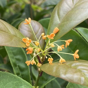 �l�G�炫�L�����N�Z�C�@�c�@�c�؁@�i���؍ҁj�@5���|�b�g�A��