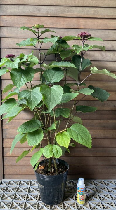 楽天市場】牡丹臭木（ボタンクサギ）6寸ポット植え 牡丹クサギ 牡丹 