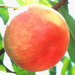 @c؁@vہijsʎct@̕c