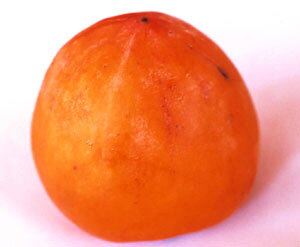 柿 苗木 苗 蜂屋(柿)《果樹苗》