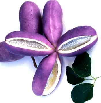 2倍～3倍の実がなる 果皮は美しい濃紫紺色 ジャンボアケビ 三つ葉あけび 買物 安全 大実アケビ《果樹苗》 紫水晶