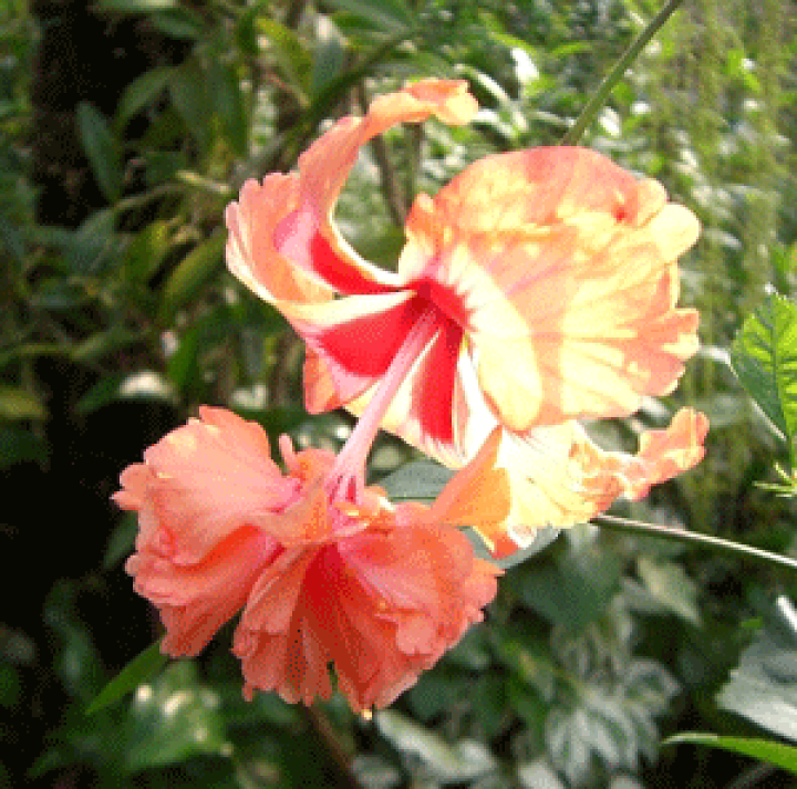 楽天市場】【ハイビスカス】風鈴ヒビスカス(オレンジフラミンゴ