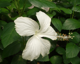 【ハイビスカス】「鉢植え」　ホワイトバタフライ 【熱帯植物・トロピカルフラワー・ハワイアンフラワー・ハイビスカス】夏の花 鉢植え