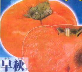 早秋　そうしゅう　(甘柿）《果樹苗》　PVP商品（種苗法登録品種）