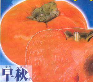 `@c؁@c@H@イ@(Ê`jsʎct@PVPiic@o^ij