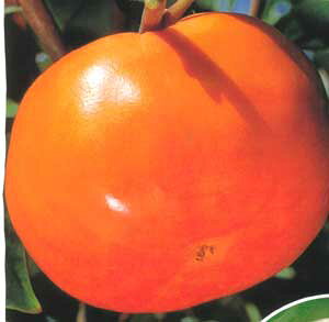 `@c؁@c@傫͐EH@LCWE(j(`jsʎct