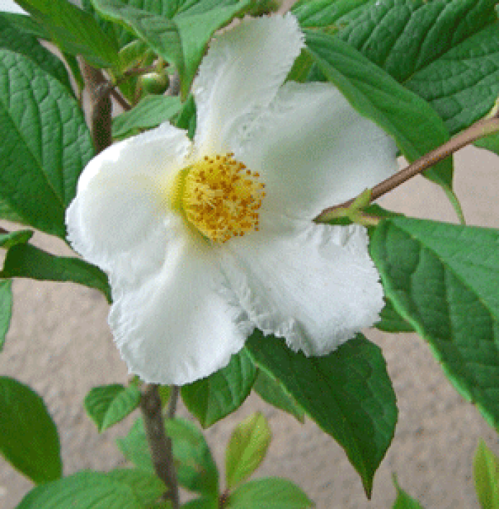 楽天市場】【椿苗木】 夏椿（シャラの木）6寸鉢植え 椿 苗 苗木