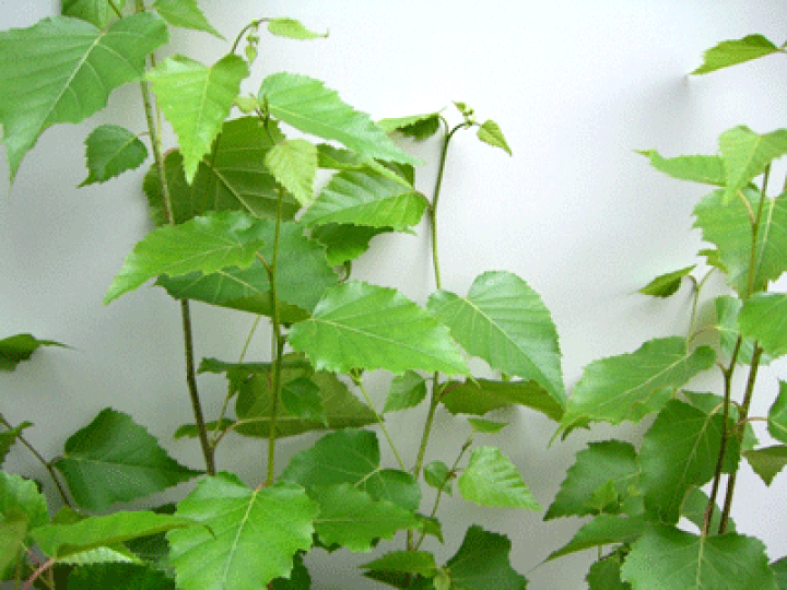 白樺 シラカバ 苗木 日本白樺 140cm❗ 実生 シンボルツリー 整った樹形 白樺 シラカバ 苗木 日本白樺 140cm 実生 シンボルツリー 整った