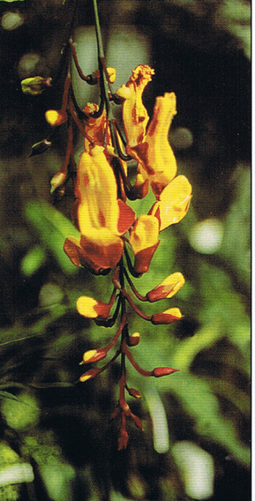 楽天市場】ツンベルギア（マイソレンシス） : 日本花卉ガーデン