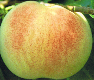 白桃《果樹苗》桃 苗 苗木