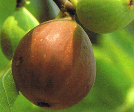 いちじく　苗　苗木　日本イチジク《果樹苗》　いちじく　無花果　苗木
