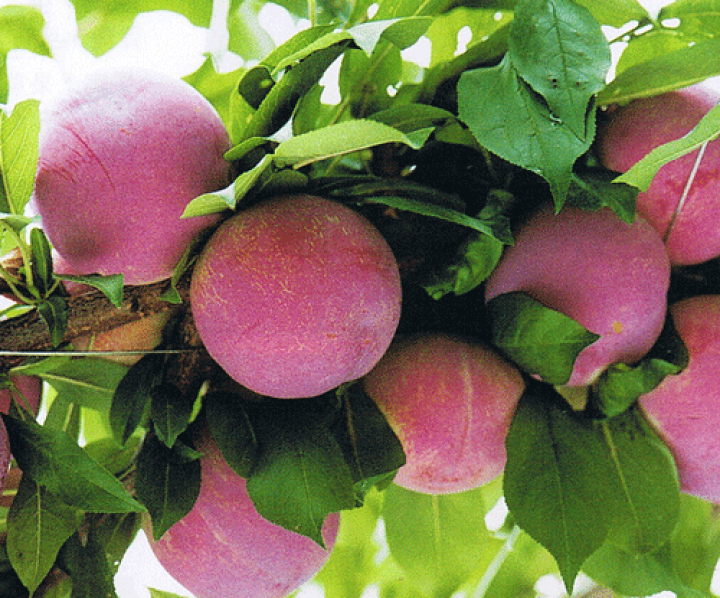 プラム貴陽苗木　レモンの横に♪　このまま落札です。 プラム貴陽苗木 レモンの横に♪ このまま落札です。 - メルカリ