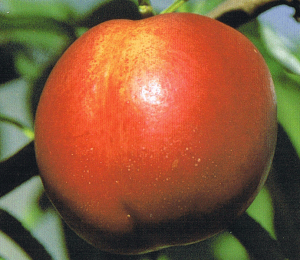 ネクタリン 苗木 秀峰(ネクタリン)《果樹苗》 ねくたりん