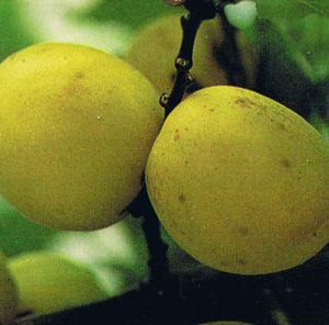 アンズ 苗木 平和(杏、あんず)《果樹苗》