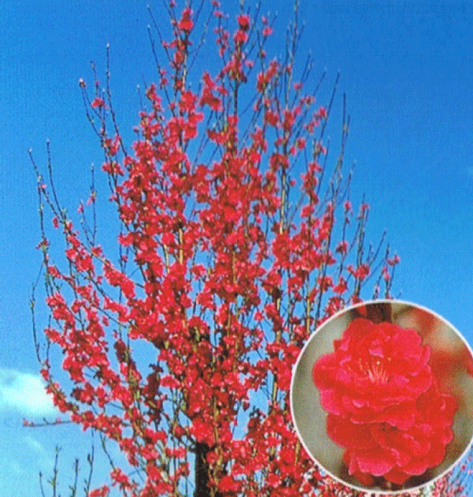 楽天市場】照手紅 花桃 苗木 テルテベニ てるてべに【庭木 花木 楽天市場】照手紅 花桃 苗木 テルテベニ てるてべに【庭木 花木