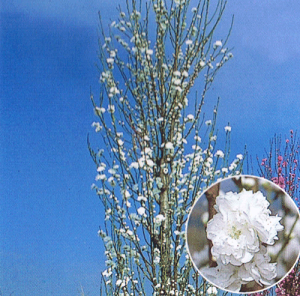 Ǝ蔒 ԓ c eeV ĂĂy؁@Ԗ؁@ԓ@ni@͂Ȃz
