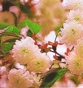 @c؁@Ze  c 낭񂫂 PNGLNUN@@c؁@c@y Ԗ  TN z