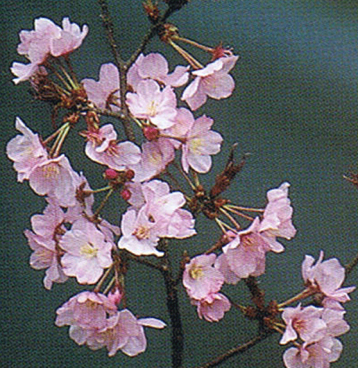 楽天市場】桜 苗木 紅山桜 桜 苗木 ベニヤマザクラ べにやまざ 楽天市場】桜 苗木 紅山桜 桜 苗木 ベニヤマザクラ べにやまざ
