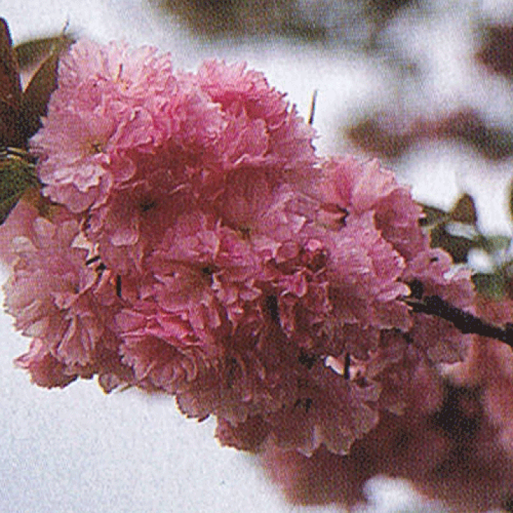楽天市場 関山桜 桜 苗木 かんざんざくら カンザンザクラ 庭木 花木 桜 サクラ さくら 日本花卉ガーデンセンター Annex