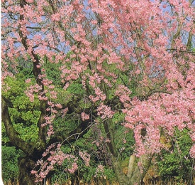 仙台枝垂れ桜 桜 苗木　苗 せんだいしだれざくら センダイシダレザクラ　八重咲きしだれ桜【庭木 花木 桜 サクラ さくら】