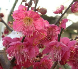 u Ԕ~ c  IITJYLy Ԗ Ԕ~ ͂Ȃ niEz