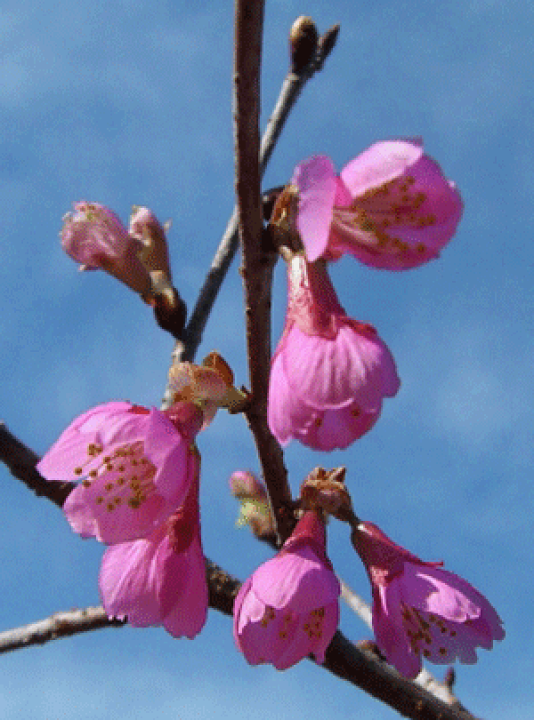 楽天市場 寒緋桜 一重寒緋桜 桜 苗木 かんひざくら カンヒザクラ 庭木 花木 桜 サクラ さくら 一重緋寒桜 日本花卉ガーデンセンター Annex