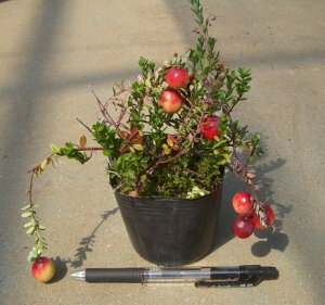 �N�����x���[�i�|�b�g�A���j�s�ʎ��c�t