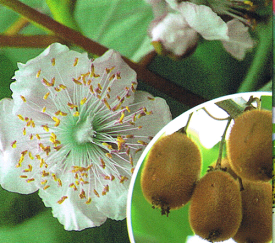 キウイフルーツ（トムリ）（日本産オス木）《果樹苗》