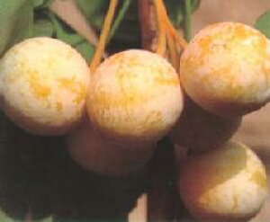 ǁ@c؁@MiiǁjvFsʎct@C`E