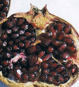 【5寸鉢植え】ペルシャブラック（ペルシャザクロ）《果樹苗》