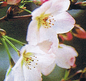 苗 桜苗木の人気商品 通販 価格比較 価格 Com