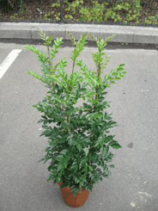 シマトネリコ(7寸鉢)