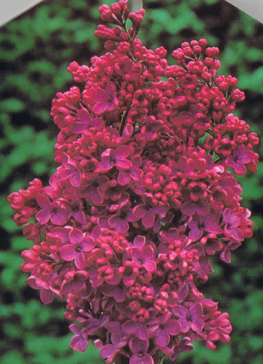 ライラック　　木臼 71Js-K9oiPL._UF1000,1000_QL80_.jpg