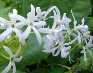 ホワイトレース(ペトレア ヴォルビリス)苗 苗木 *季節により、樹高や葉ぶりはサンプル写真と大きく異なる場合もあります