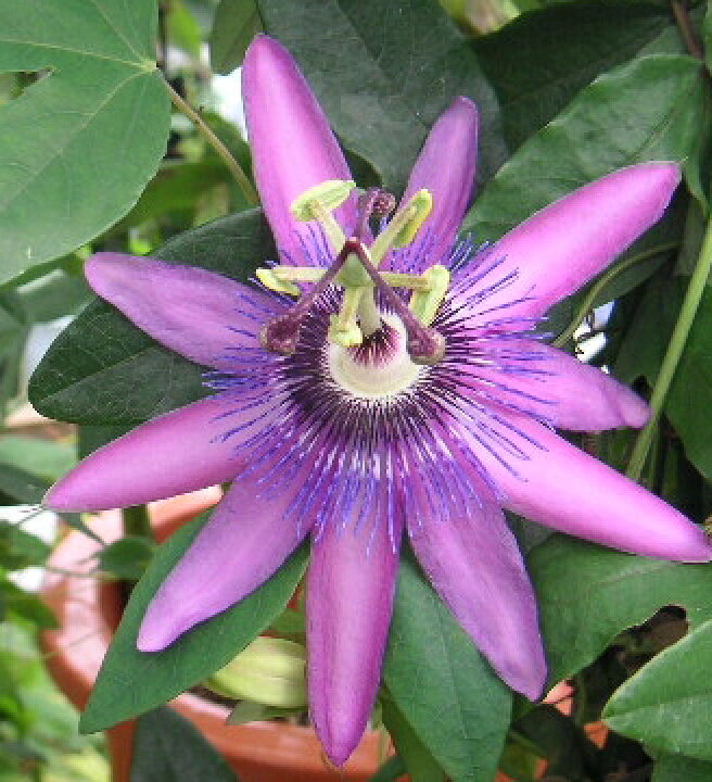 楽天市場 パッシフローラ アメジスト 熱帯植物 トロピカルフラワー パッシフローラ 時計草 日本花卉ガーデンセンター Annex