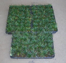 楽天市場 龍 の 髭 植物の通販