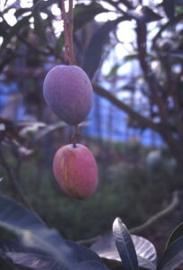 アップルマンゴー アーウィン 接木苗 (13.5センチポット植え)《熱帯果樹苗》