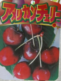 楽天市場 アメリカンチェリー 苗 花 ガーデン Diy の通販