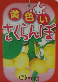 黄実さくらんぼ（サクランボ）《果樹苗》