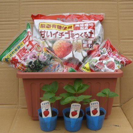 珍しい 果樹 花木 苗 至上 国内即発送 植物 を日本花卉で探してみませんか？ プランター 用土 ：スターター いちご苗3ポット セット 鉢底土 肥料 デルモンテイチゴ簡単栽培キット