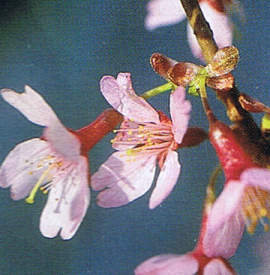 楽天市場 おかめ桜 苗木の通販