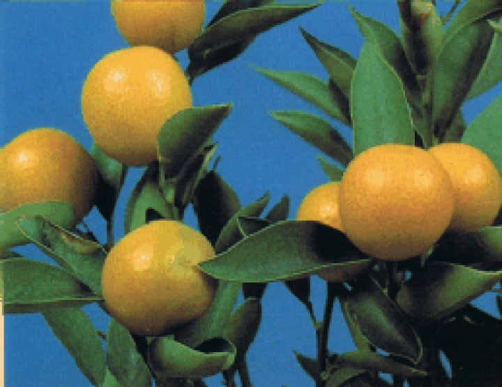 楽天市場】金柑 苗木 スウィートシュガー（スイートシュガー