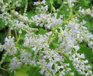 フブキバナ(吹雪花) 苗 苗木 ポット植え